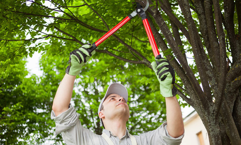 is-landlord-responsible-for-fallen-tree-rental-choice