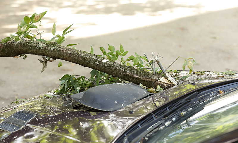 Is Landlord Responsible For Fallen Tree Rental Choice