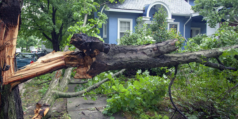 is-landlord-responsible-for-fallen-tree-rental-choice