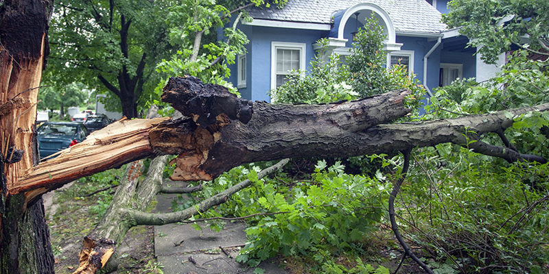 is landlord responsible for fallen tree