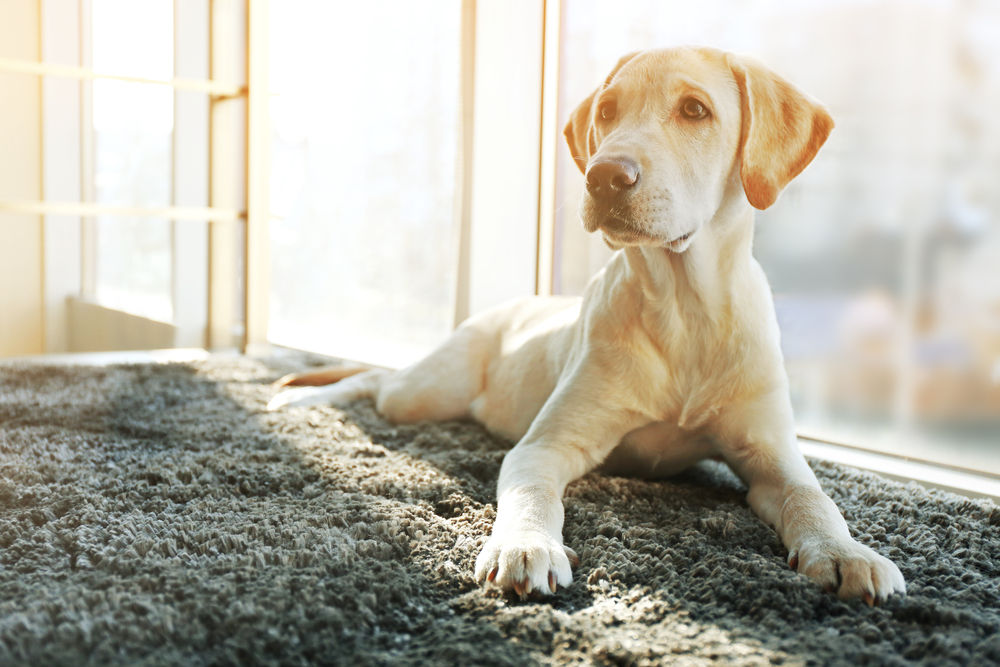 dog indoors