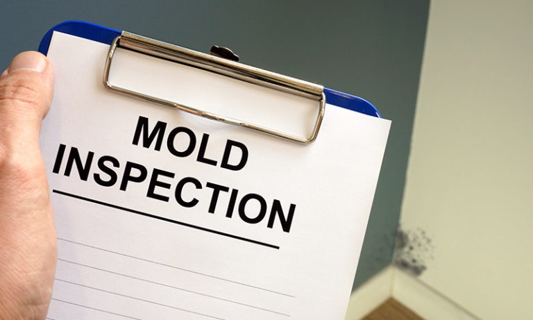 Removing Mold In Apartment: Is It Tenant Or Landlord Responsibility? | RC