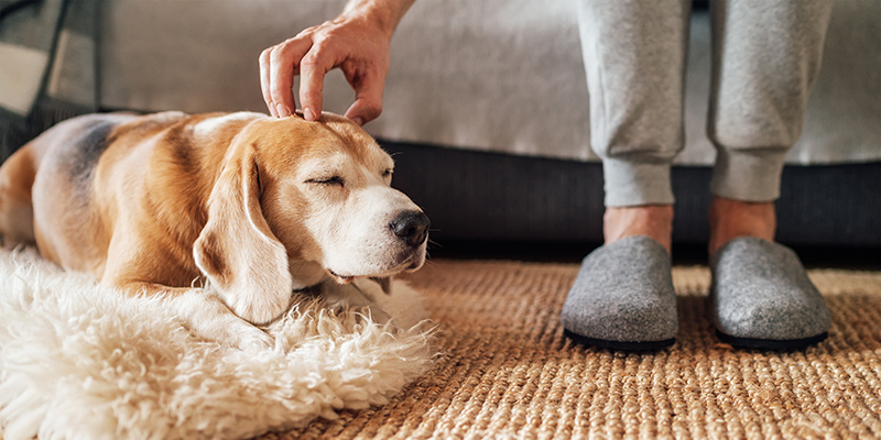 Pets In Rental Properties: The Good And The Bad | Rental Choice